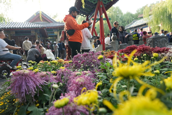 济南趵突泉开启“花海模式” 6万余盆菊花争相绽放