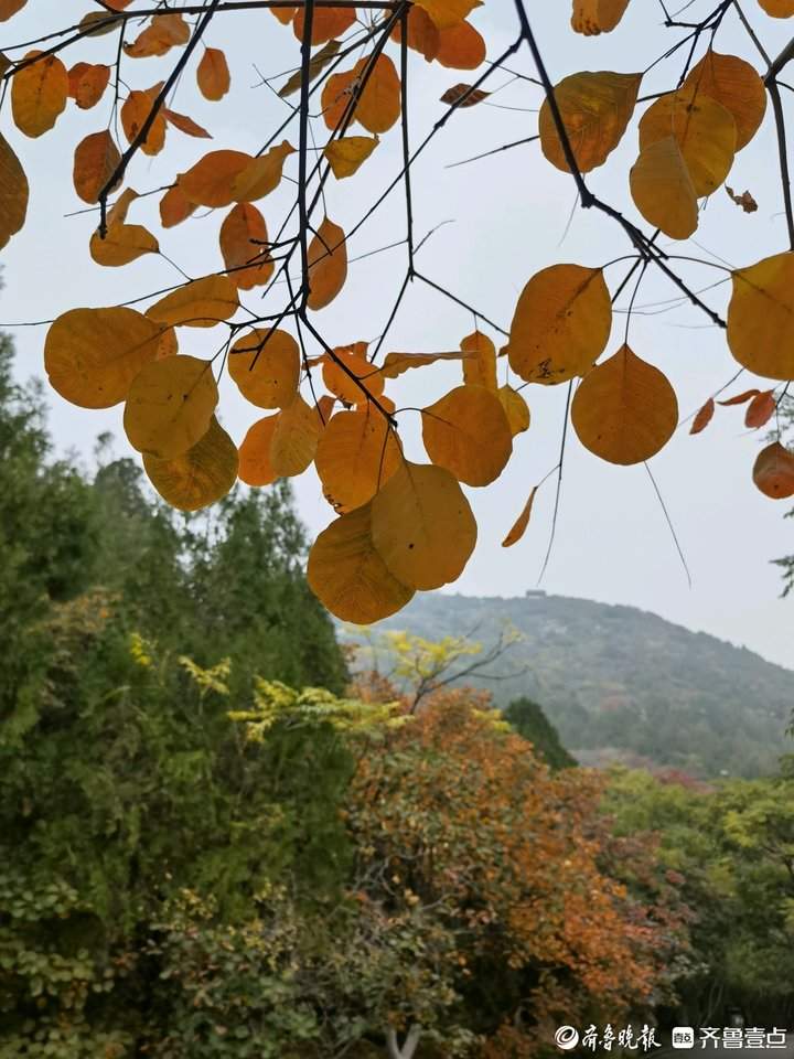 济南千佛山的红叶进入最佳观赏期