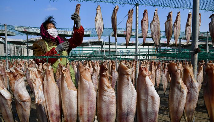 山東漁村：特色魚干供應(yīng)市場(chǎng)