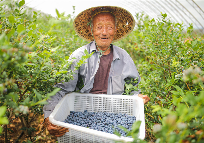 榮成市嶗山街道藍晶藍莓合作社豐收